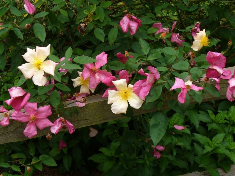 Mutabilis - The Butterfly Rose
