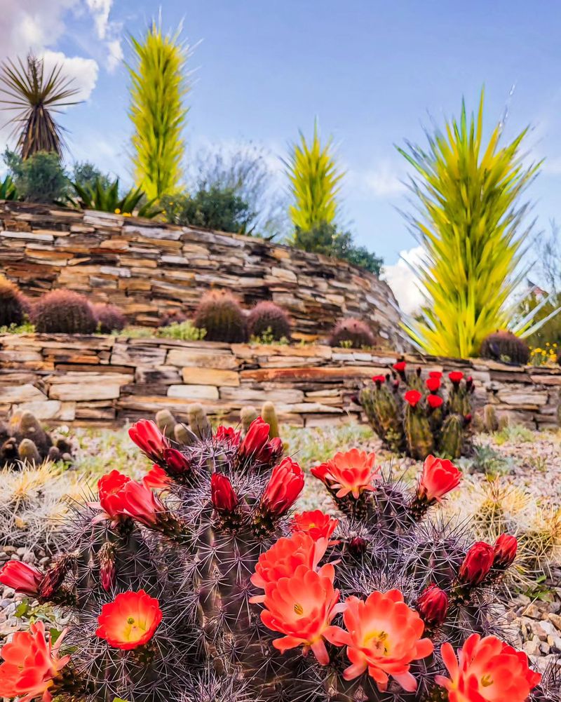 Learn at the Plants & People of the Sonoran Desert Loop