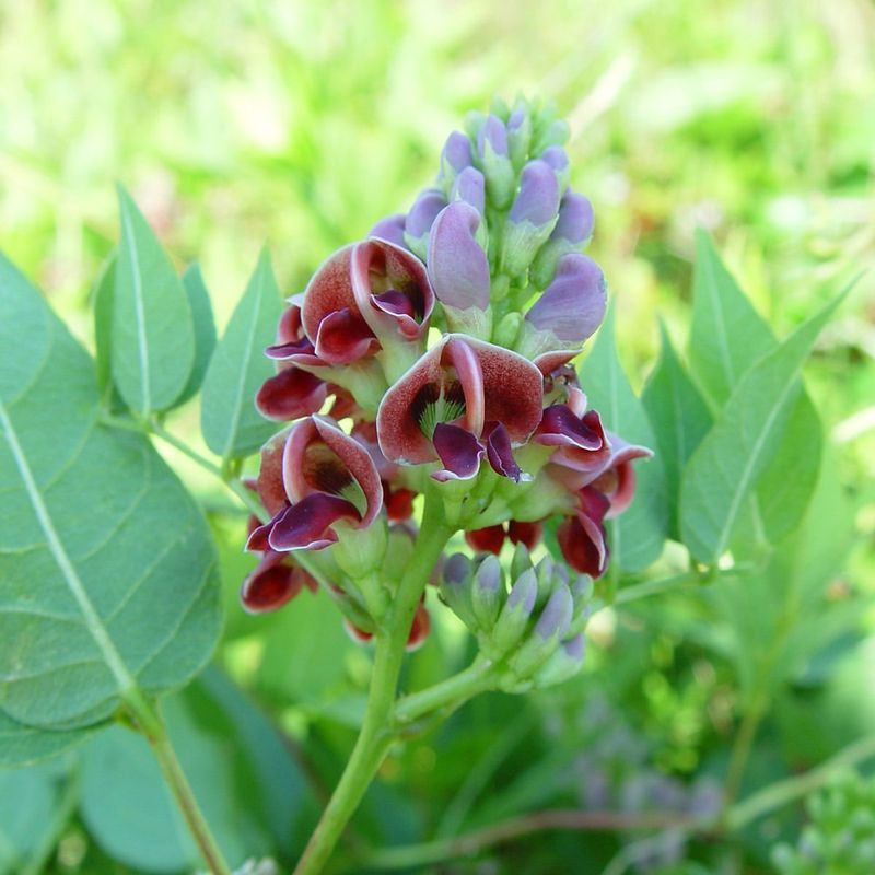 Groundnut (Apios americana)