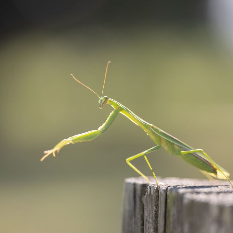 Praying Mantis