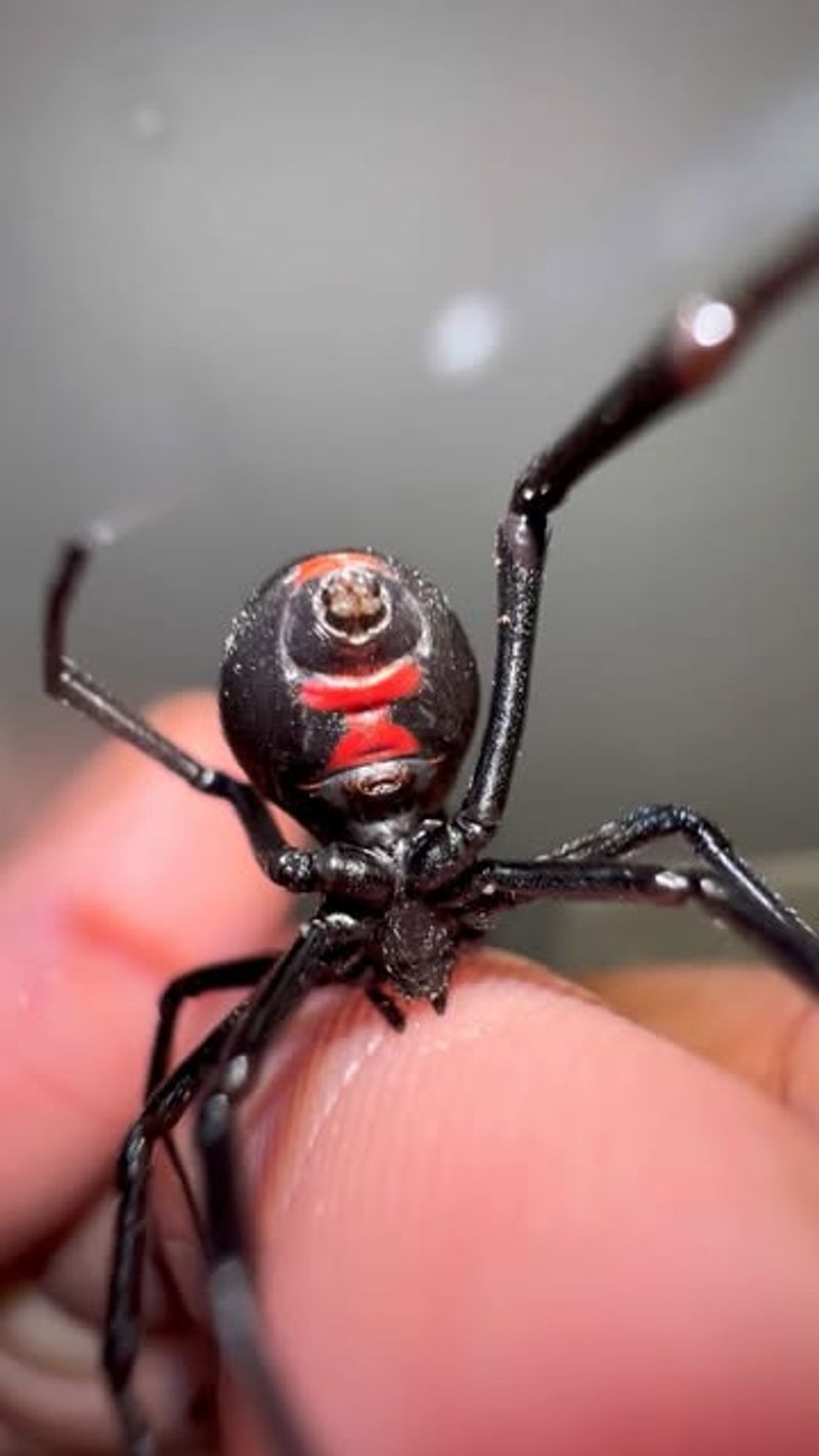 Black Widow Spider