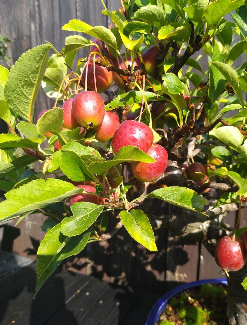 Establish Smart Watering Habits