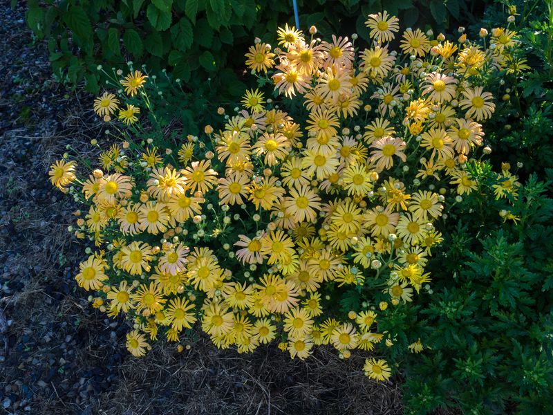 Create A Protective Mulch Layer