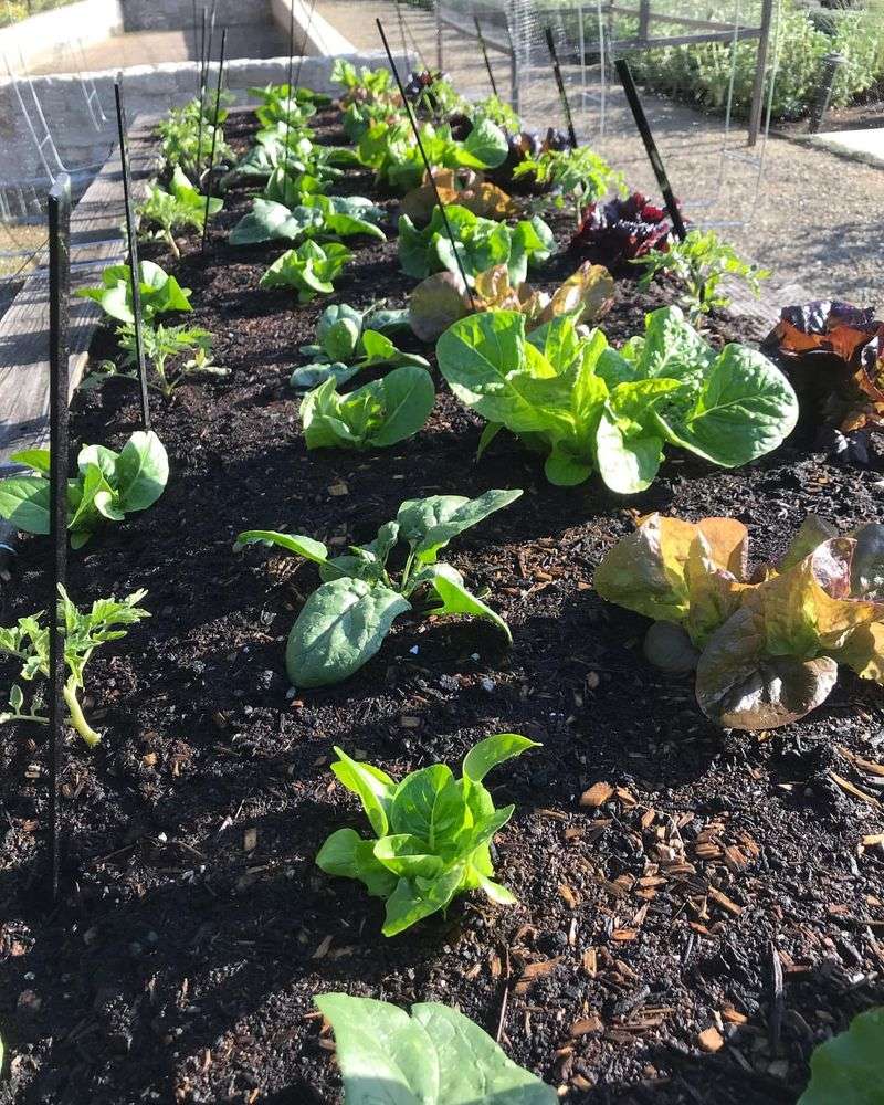 Create A Seasonal Planting Calendar