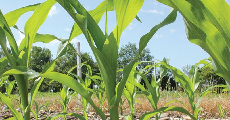 Feed Your Crop Strategically