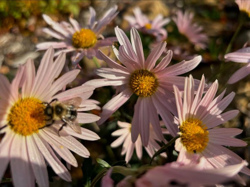 Sheffield Pink Mum