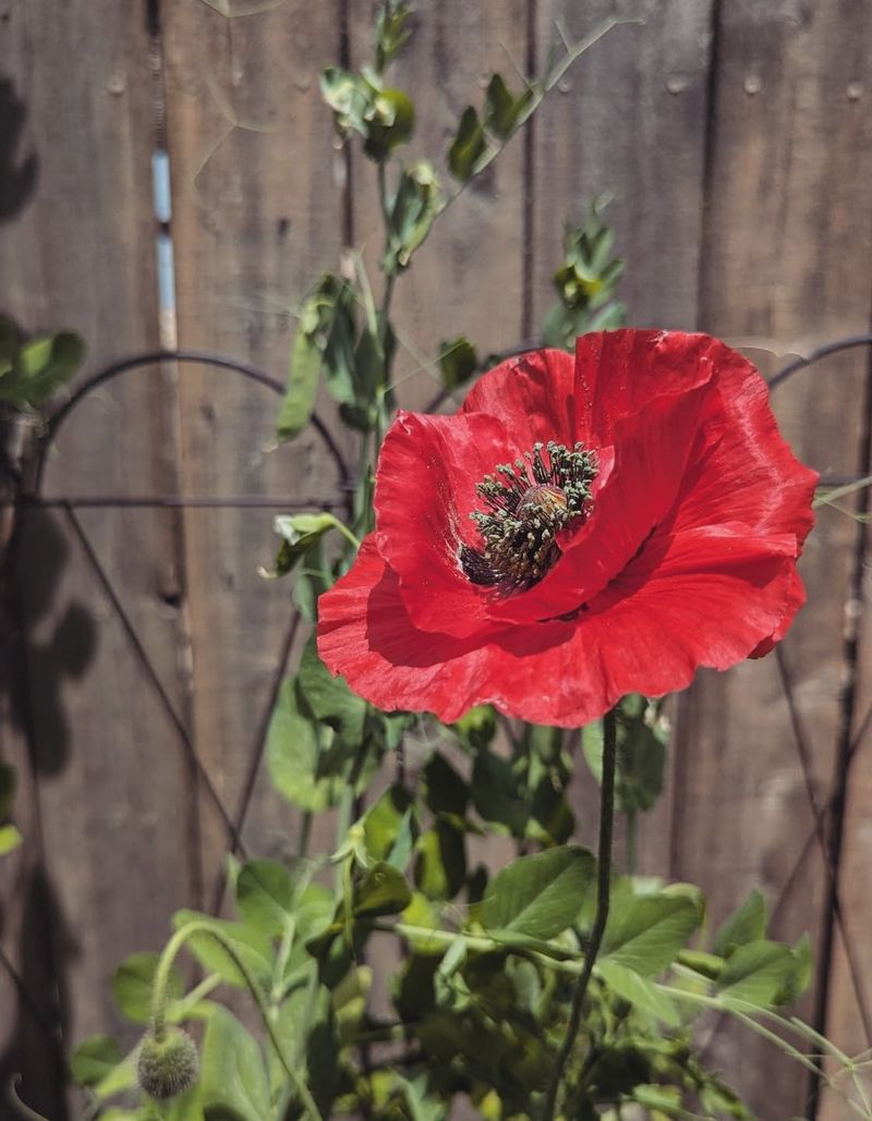 Flanders Poppy