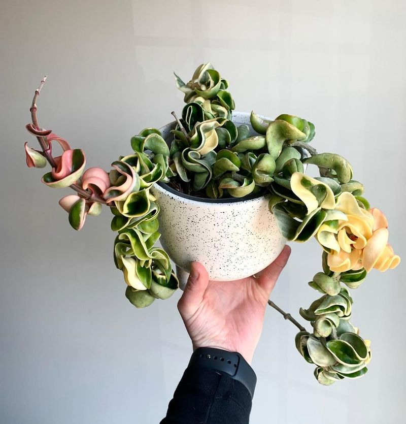 Spiral Variegated Hoya Compacta