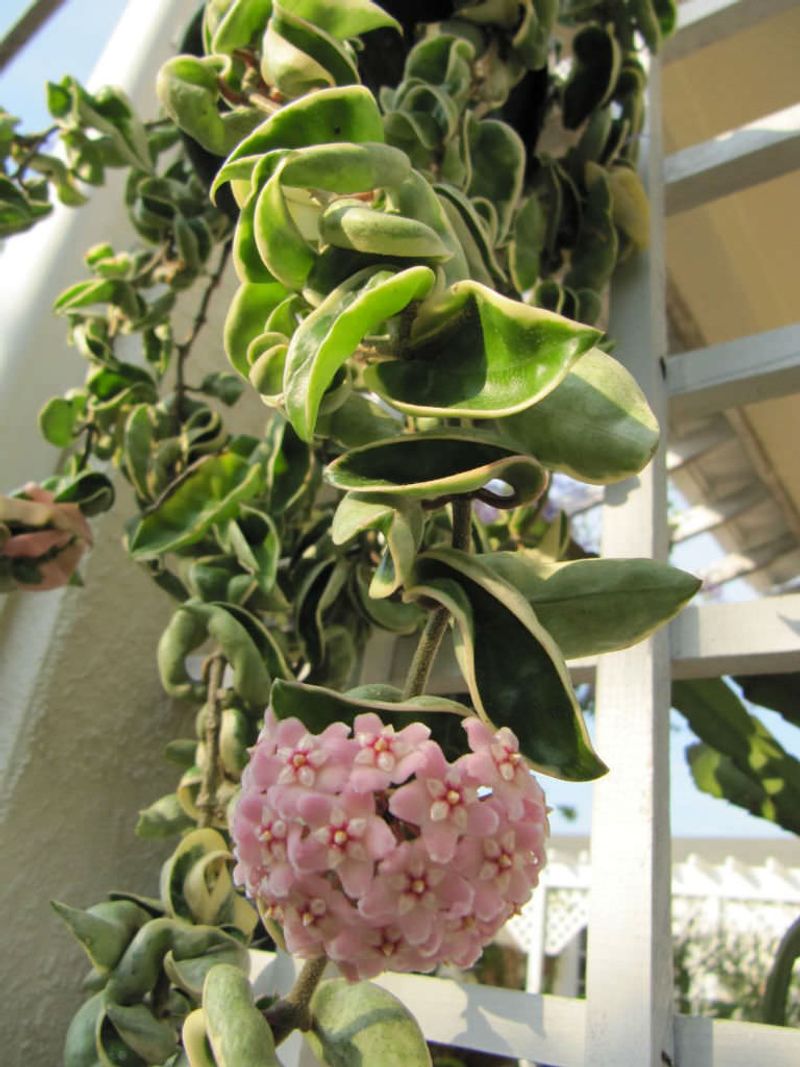 Spiral Variegated Hoya Compacta