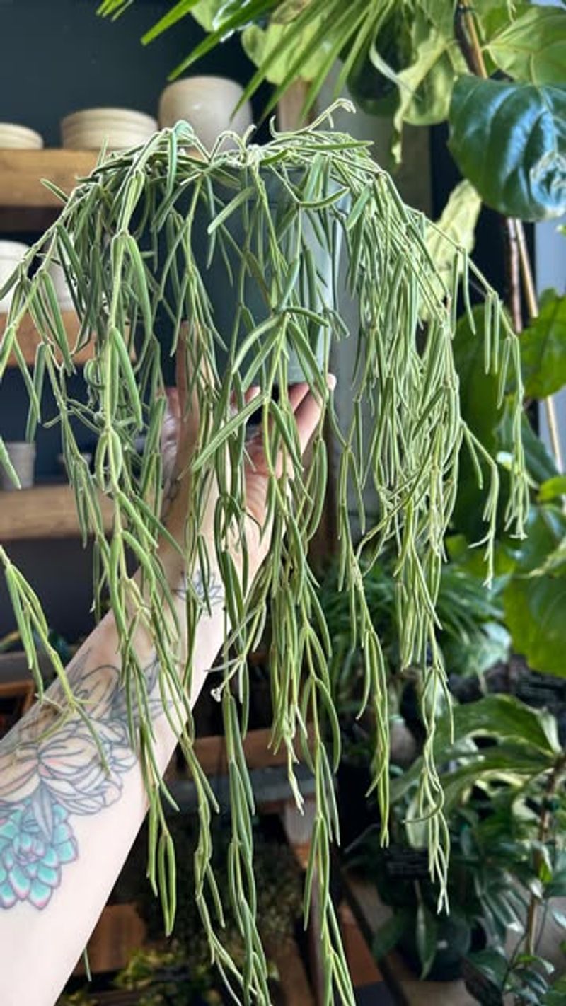 Trailing Hoya Linearis