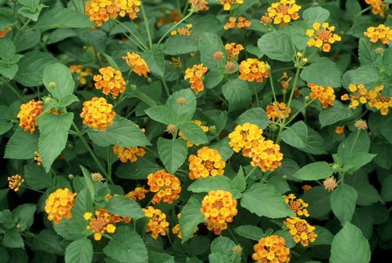 Lantana 'New Gold'