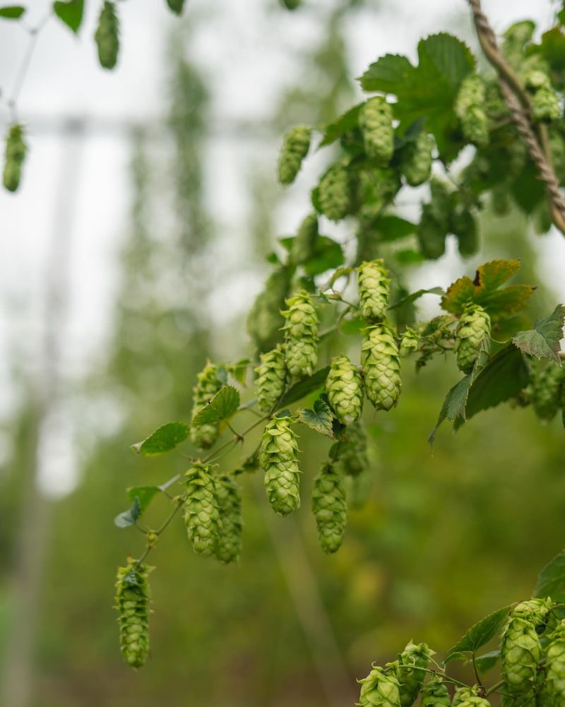 Better Adaptation To Oregon's Summer Drought Conditions