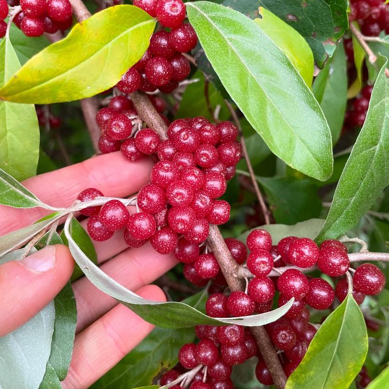 Autumn Olive - Silver-Leafed Survivor