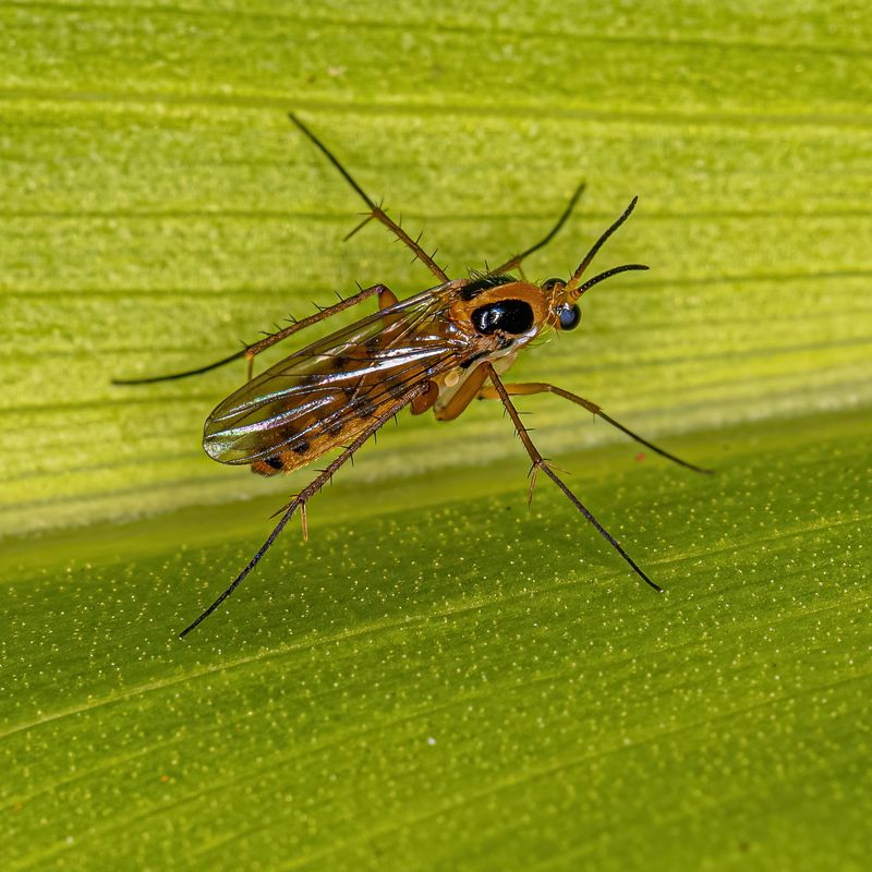 Fungus Gnats: Soil Surface Flyers