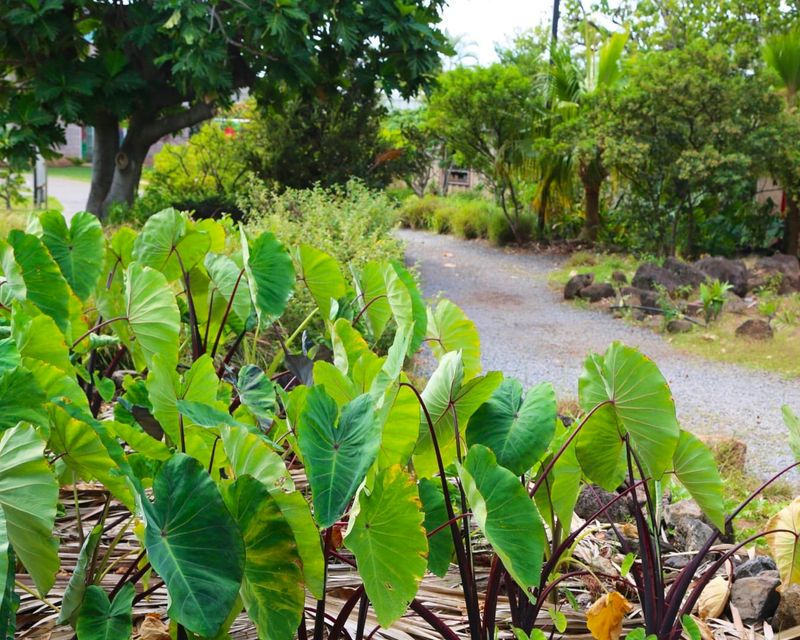 Canoe Plant Exhibitions