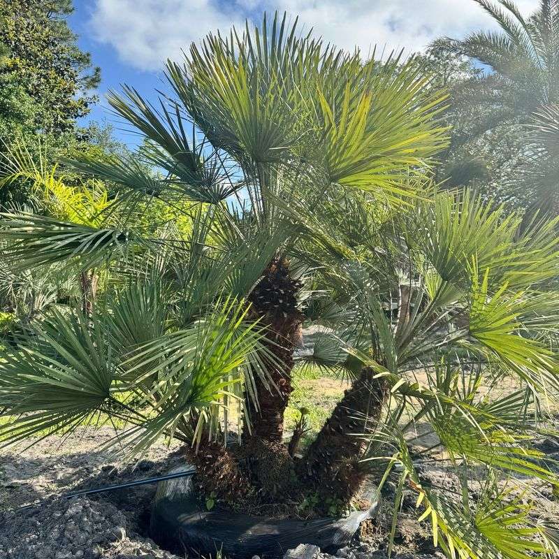 Needle Palm