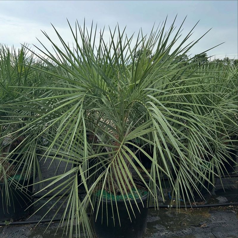 Pindo Palm
