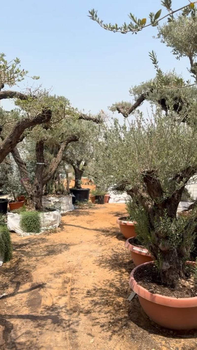 Drought-Tolerant Olive Trees