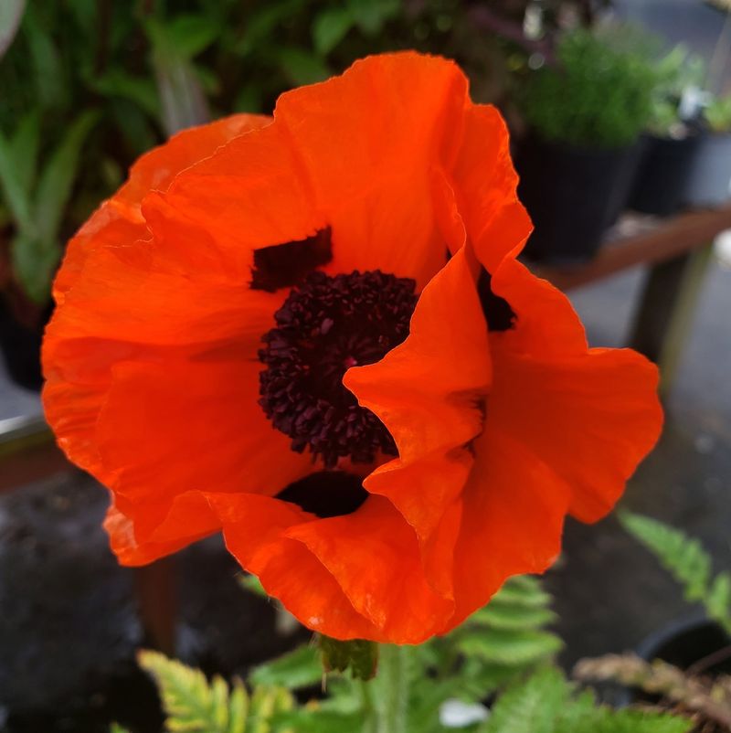 Poppies (Certain Species)