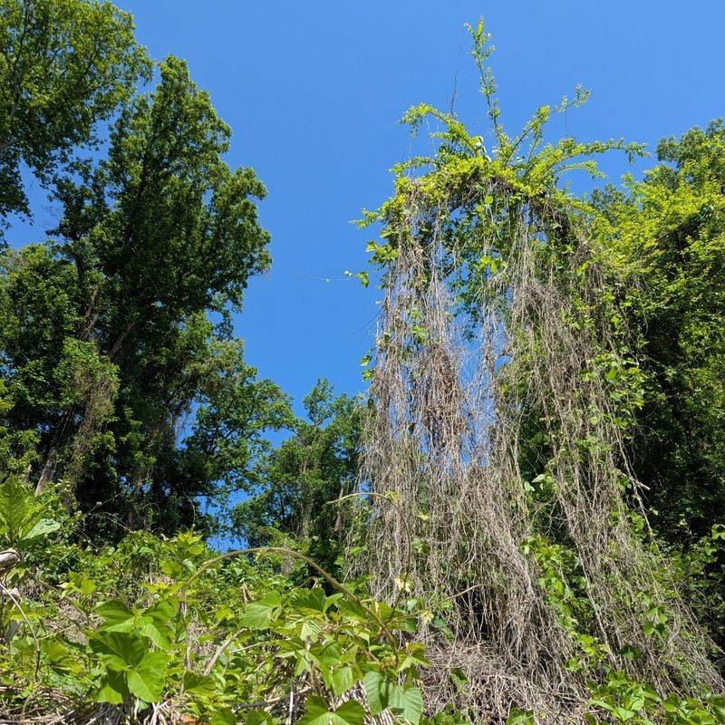 Kudzu Vine