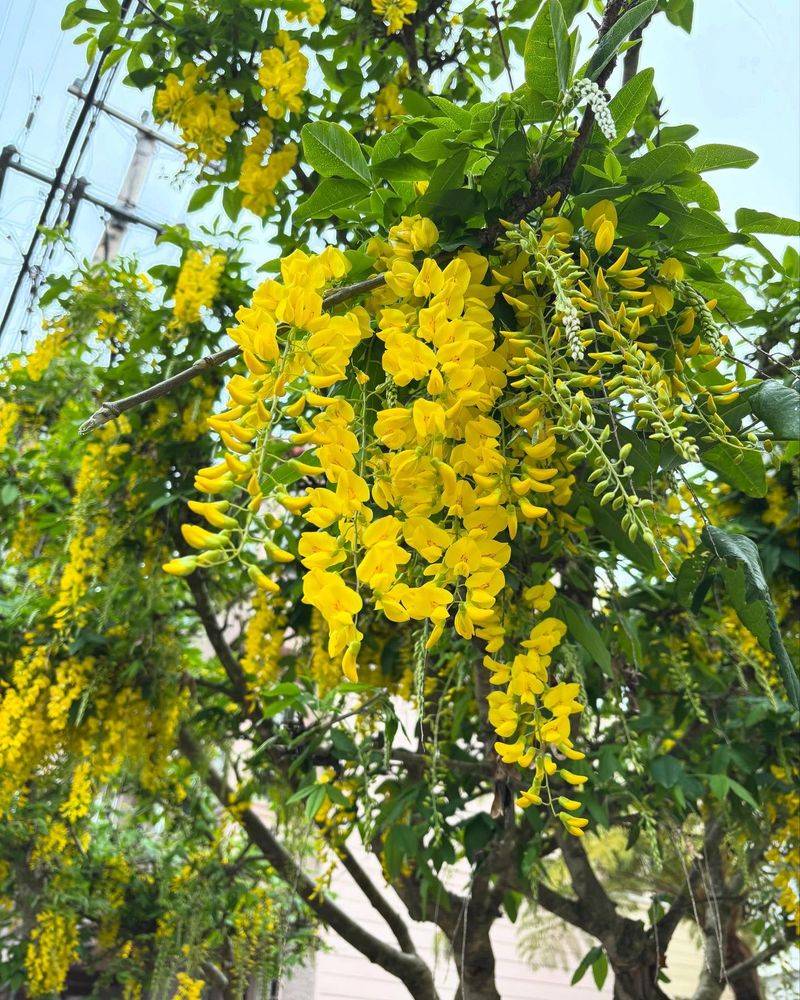 Treacherous Golden Chain Tree