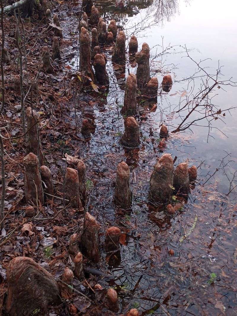 Battle Creek Cypress Swamp's Ancient Trees