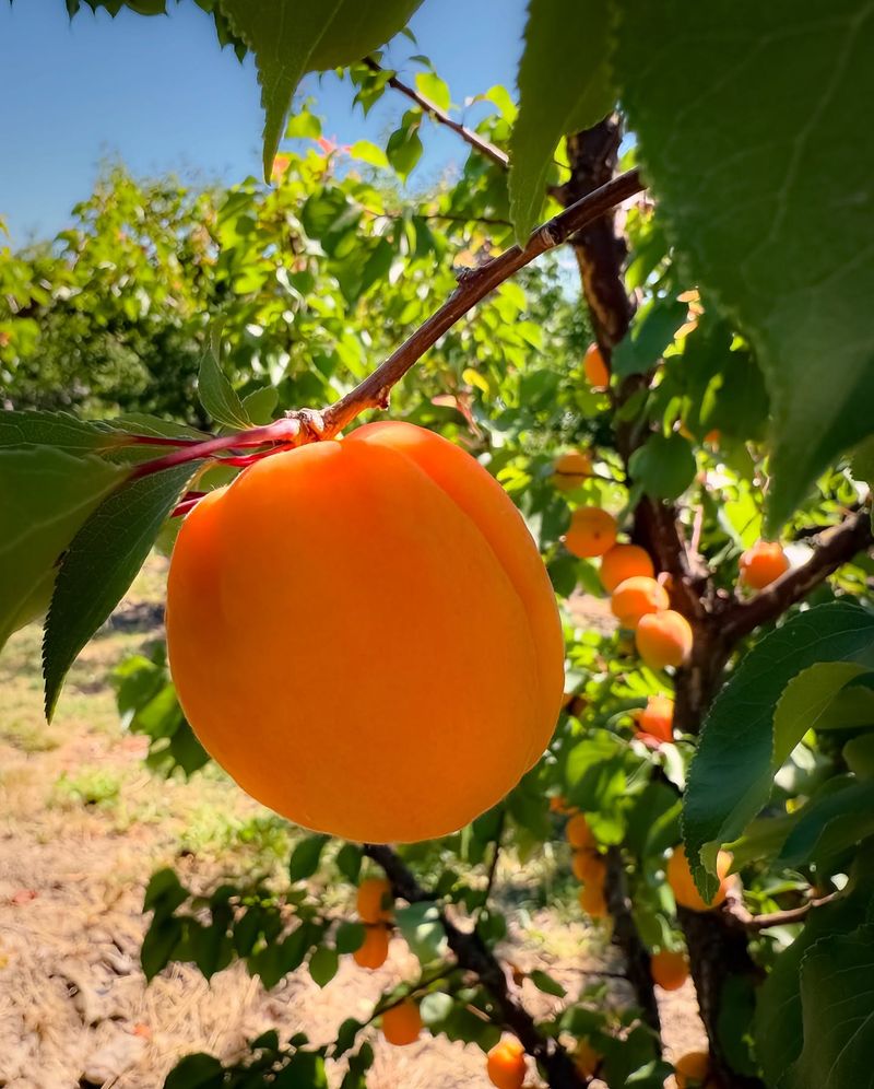 Apricot Disappointments