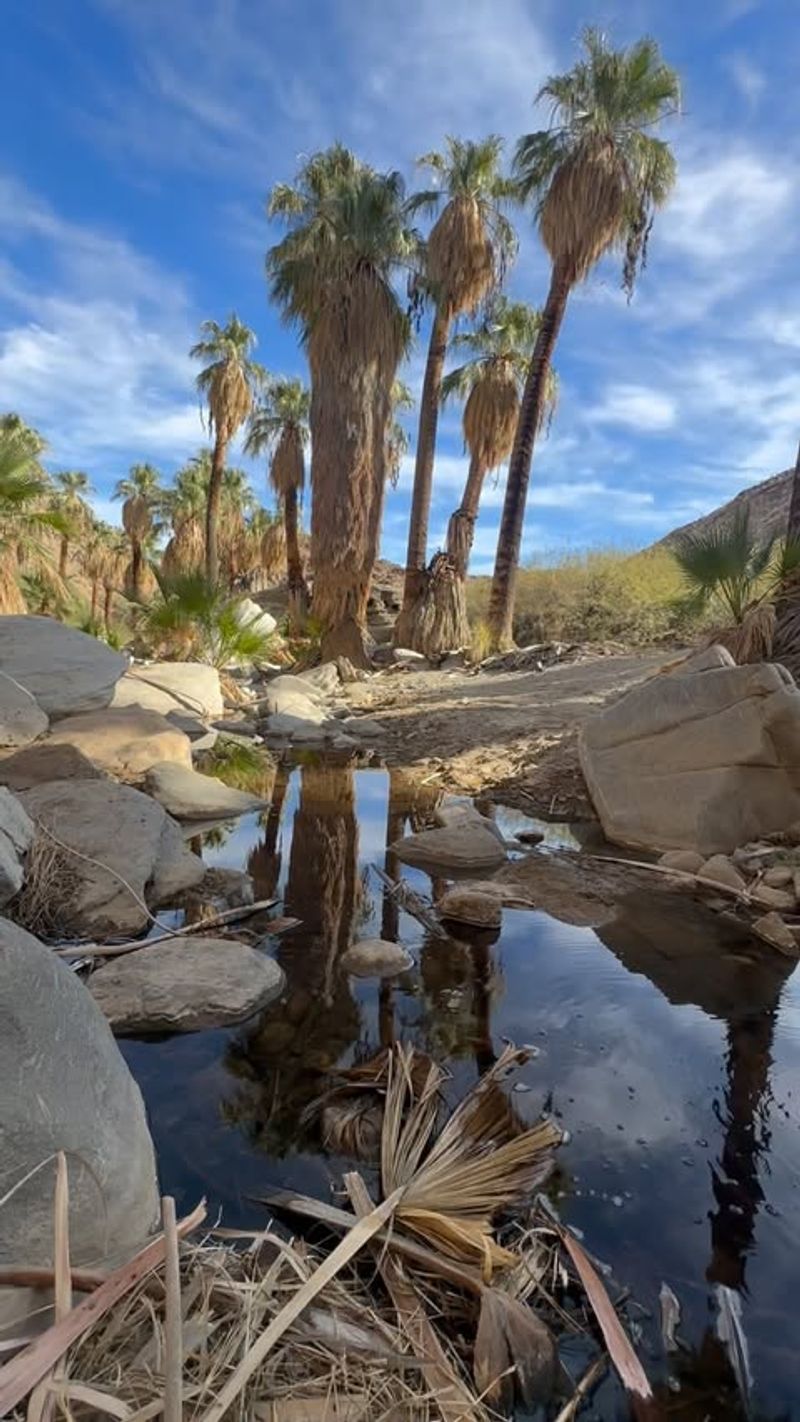 Desert Fan Palm
