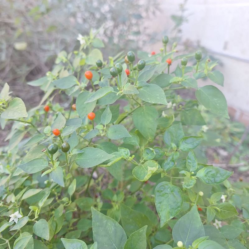 Chile Pequin