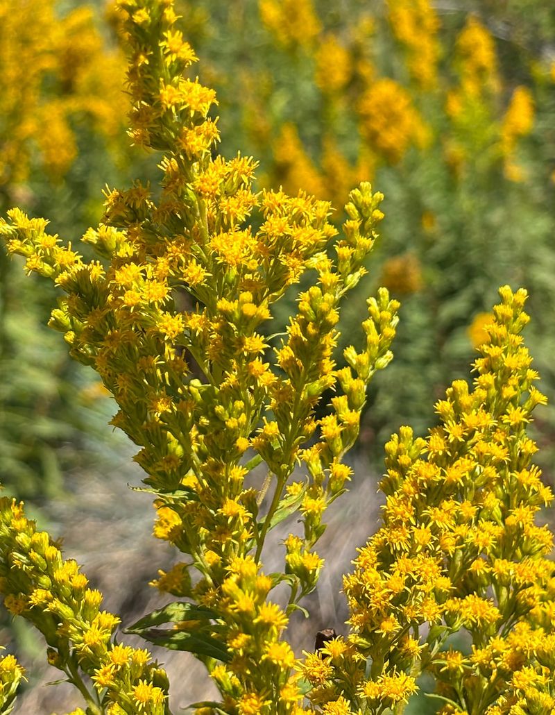 California Goldenrod