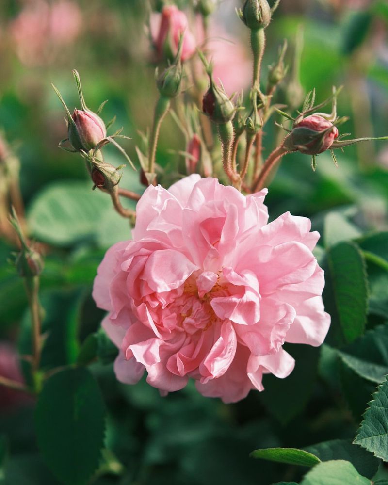 Rock Rose: Tough-As-Nails Beauty