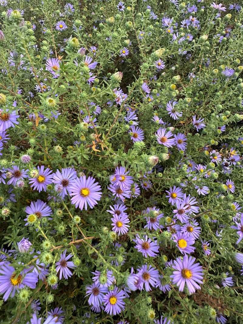 Fall Aster and Blackfoot Daisy