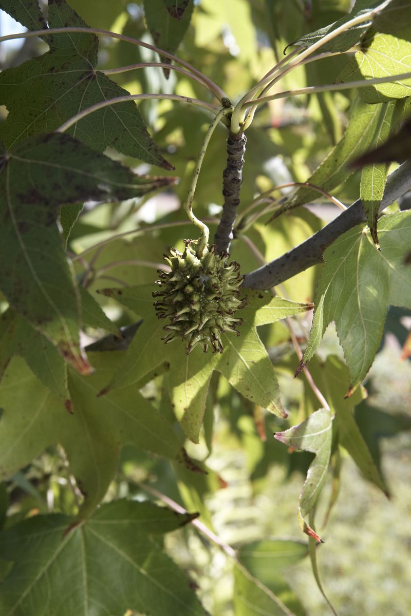 Sweet Gum Trees