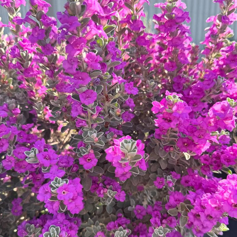 Texas Sage: Purple Cloud Explosion