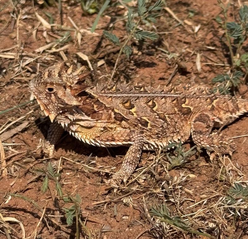 Horned Lizards - Spiky Texas Icons
