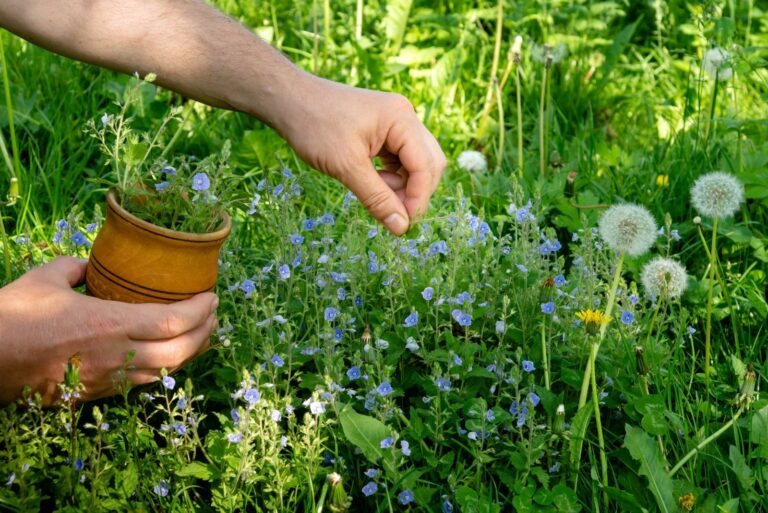Collection of medicinal herbs on a sunny day among nature or in