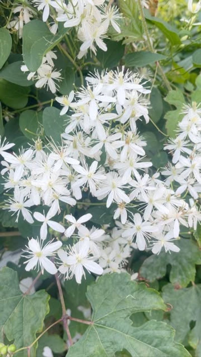 Autumn Clematis