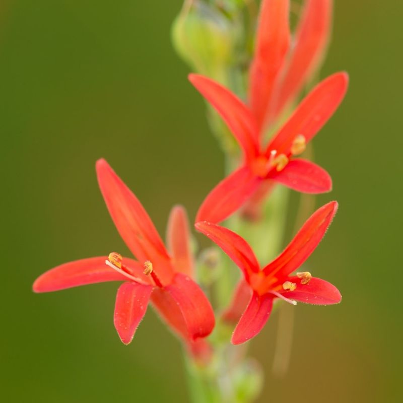 Flame Acanthus