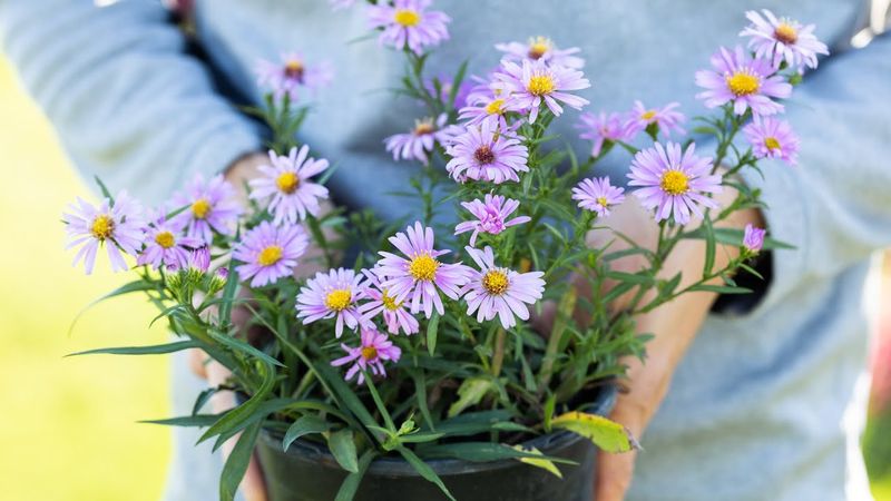 Fall Aster