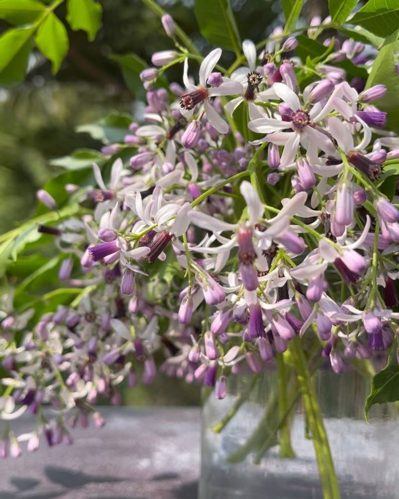 Chinaberry: Backyard Menace In Disguise
