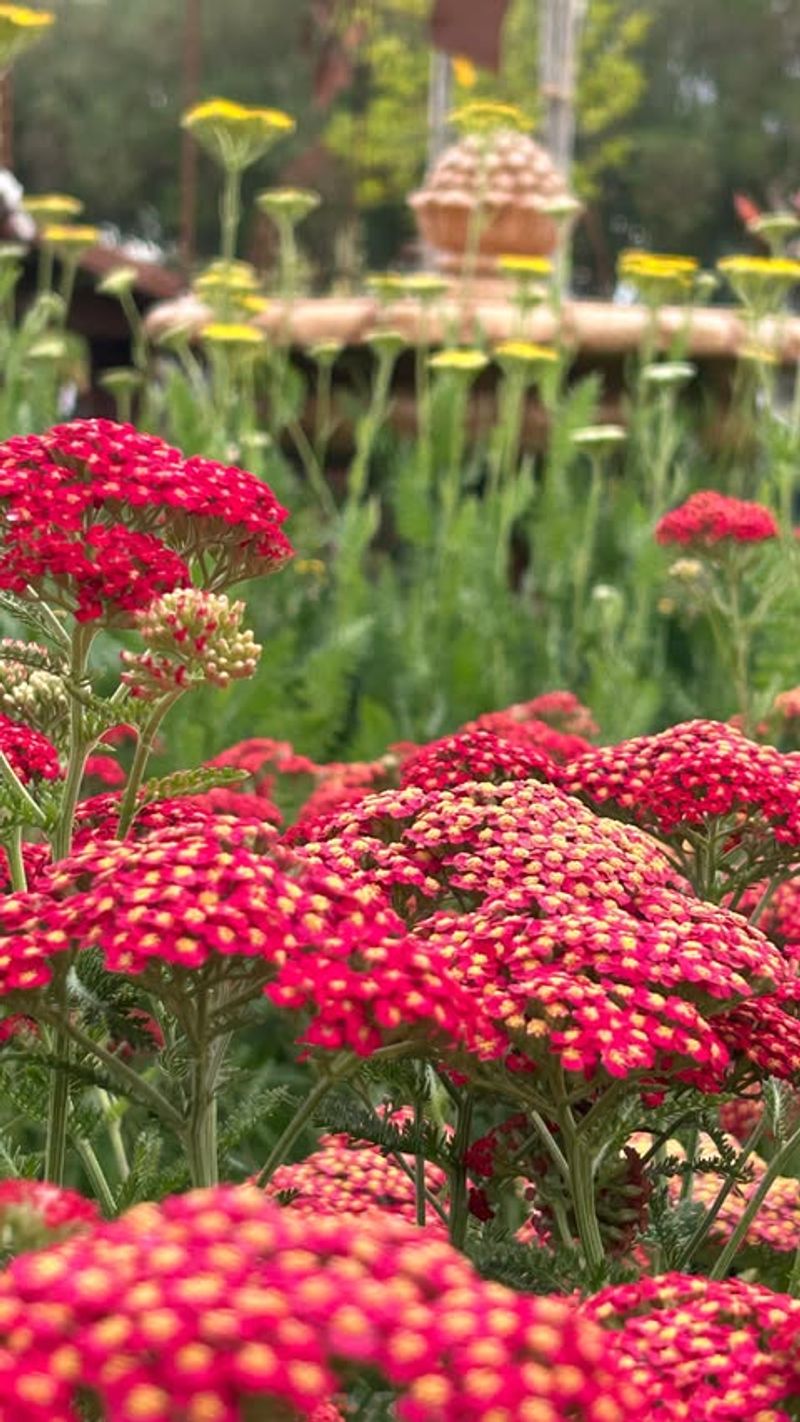 Yarrow