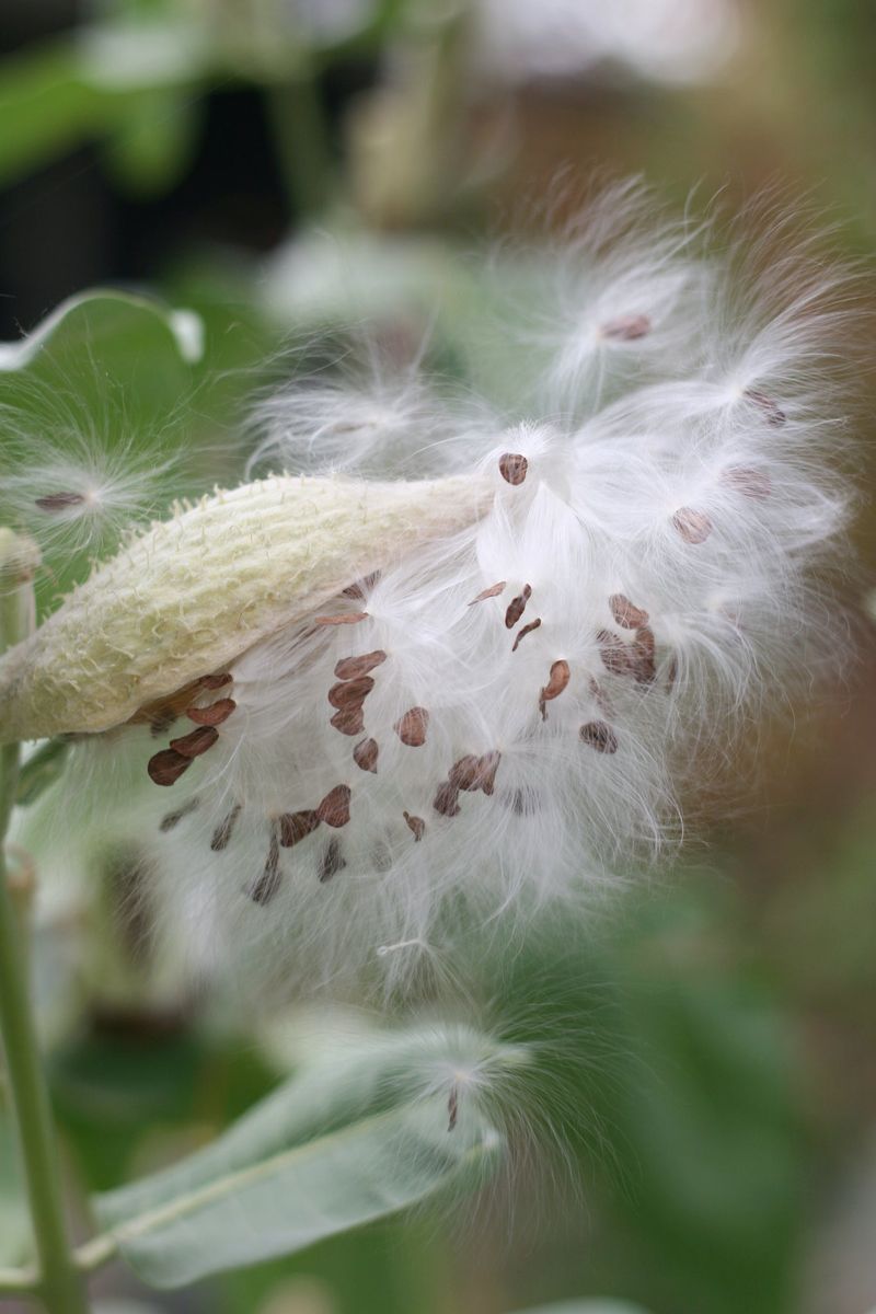 Milkweed