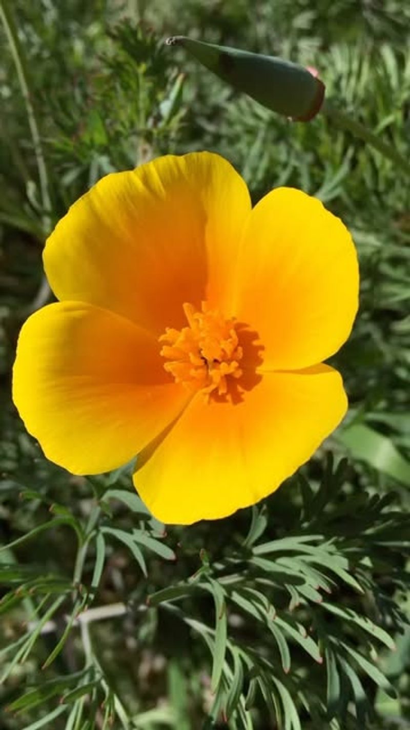California Poppy
