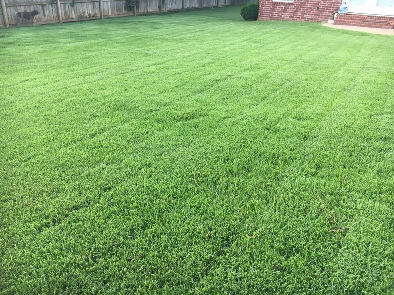 El Toro Zoysia: The Quick-Growing Comfort Grass