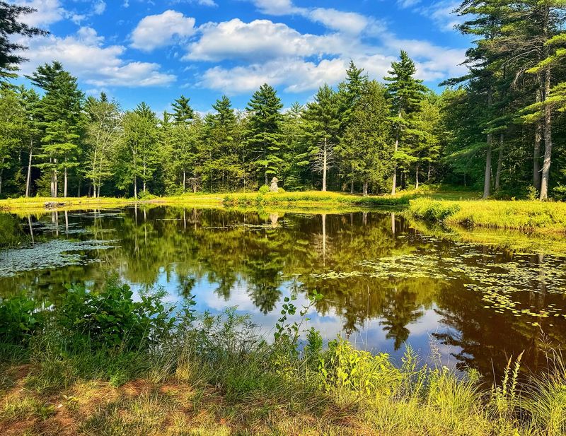 Topsmead State Forest's Hidden Meadows
