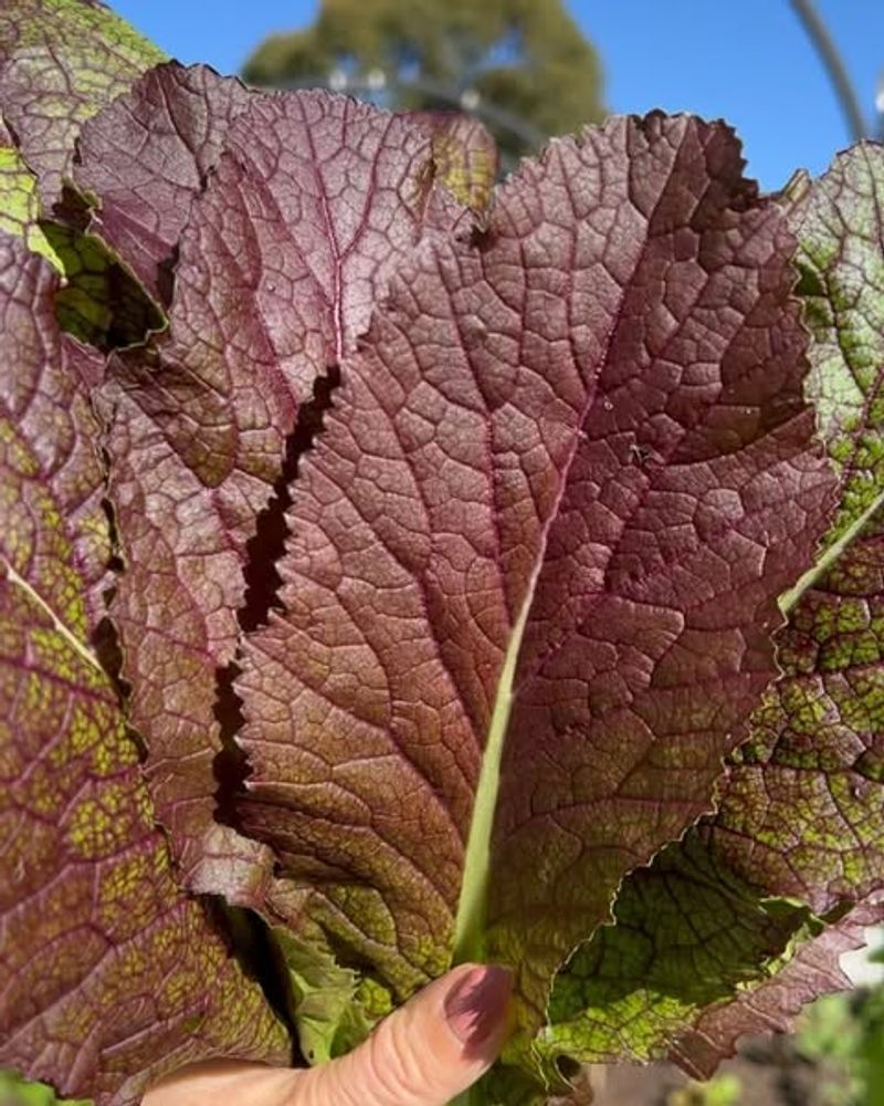 Red Mustard