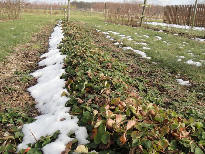 Pest Control Before Winter