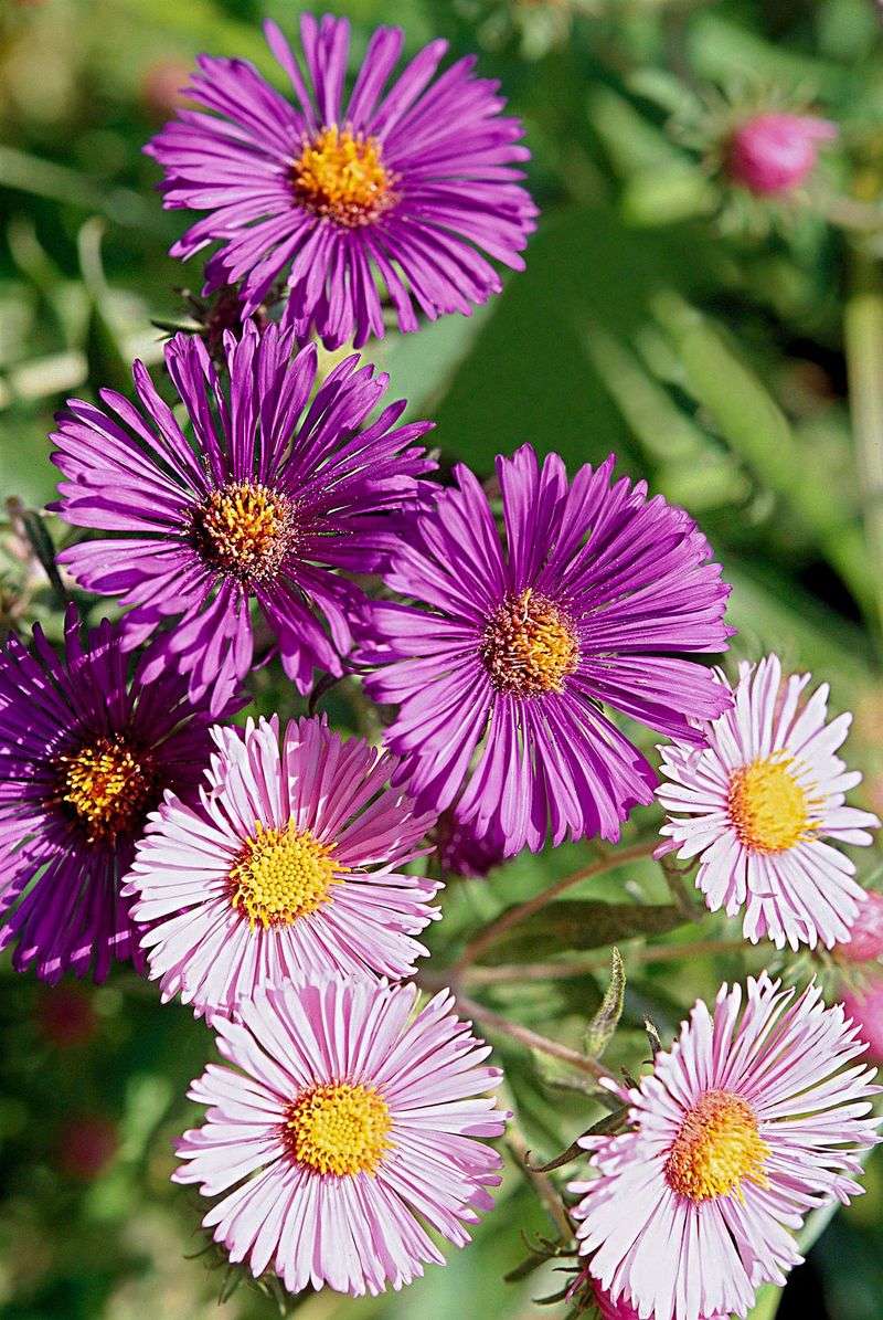 Top-Heavy Blooms Need Structural Support