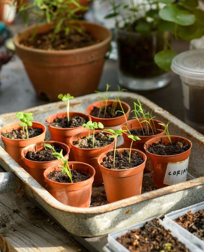 Indoor Seed Starting
