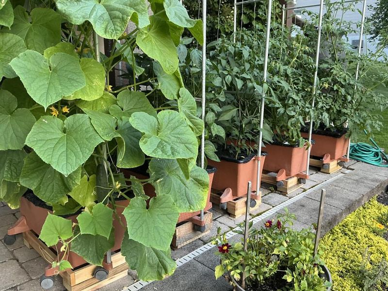 Bush Cucumbers